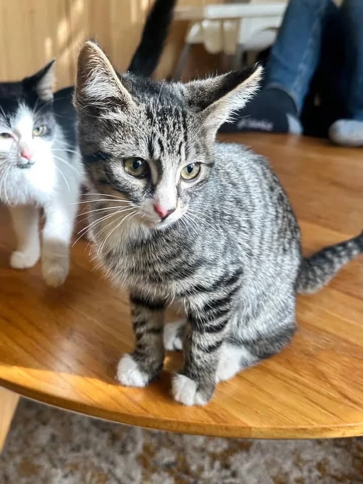 Alex - Domestic Shorthair cat available for adoption at Grateful Friends Animal Rescue in Winnipeg