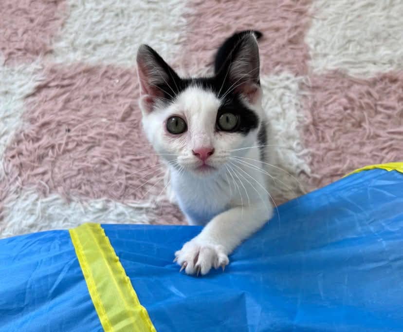 West - Domestic Shorthair available for adoption