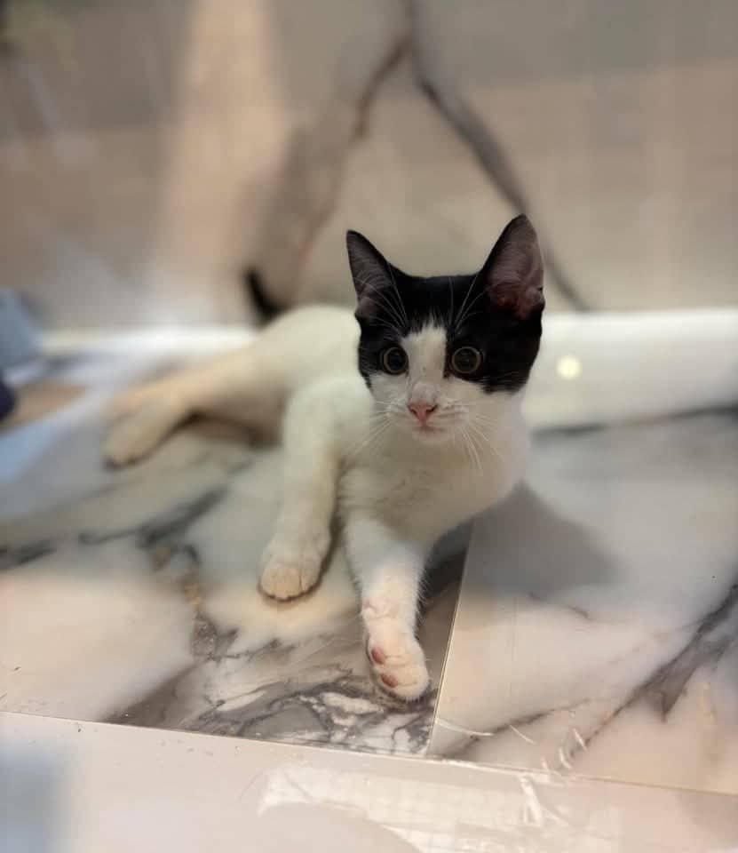 Maddy - Domestic Shorthair cat available for adoption at Grateful Friends Animal Rescue in Winnipeg