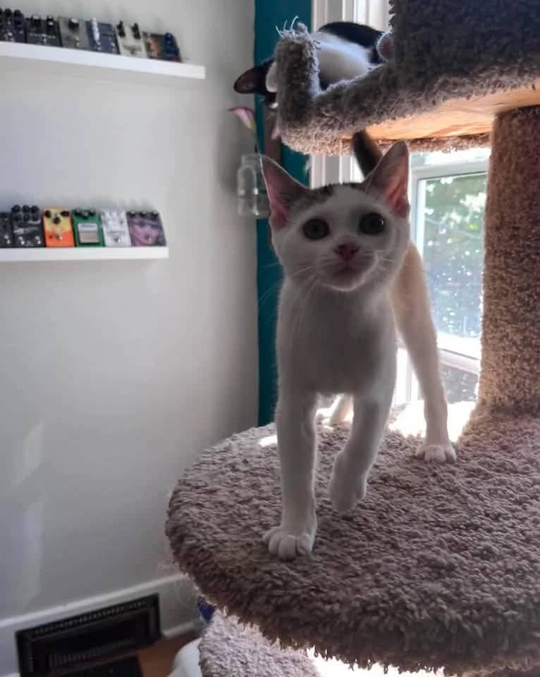 Mia - Domestic Shorthair available for adoption