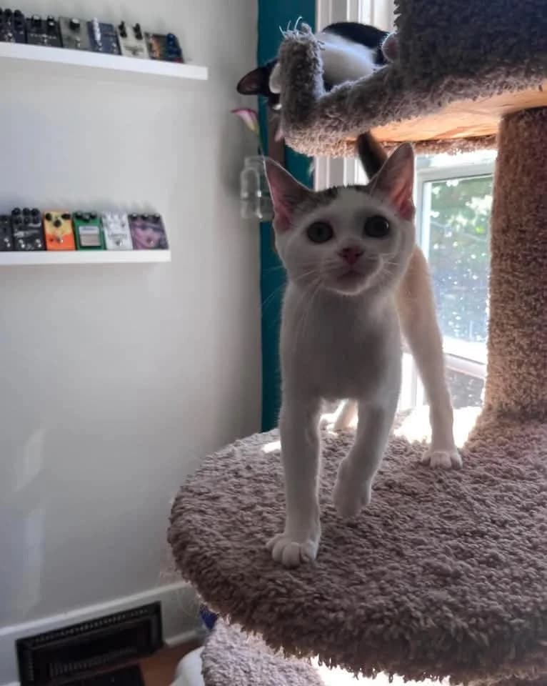 Mia - Domestic Shorthair available for adoption
