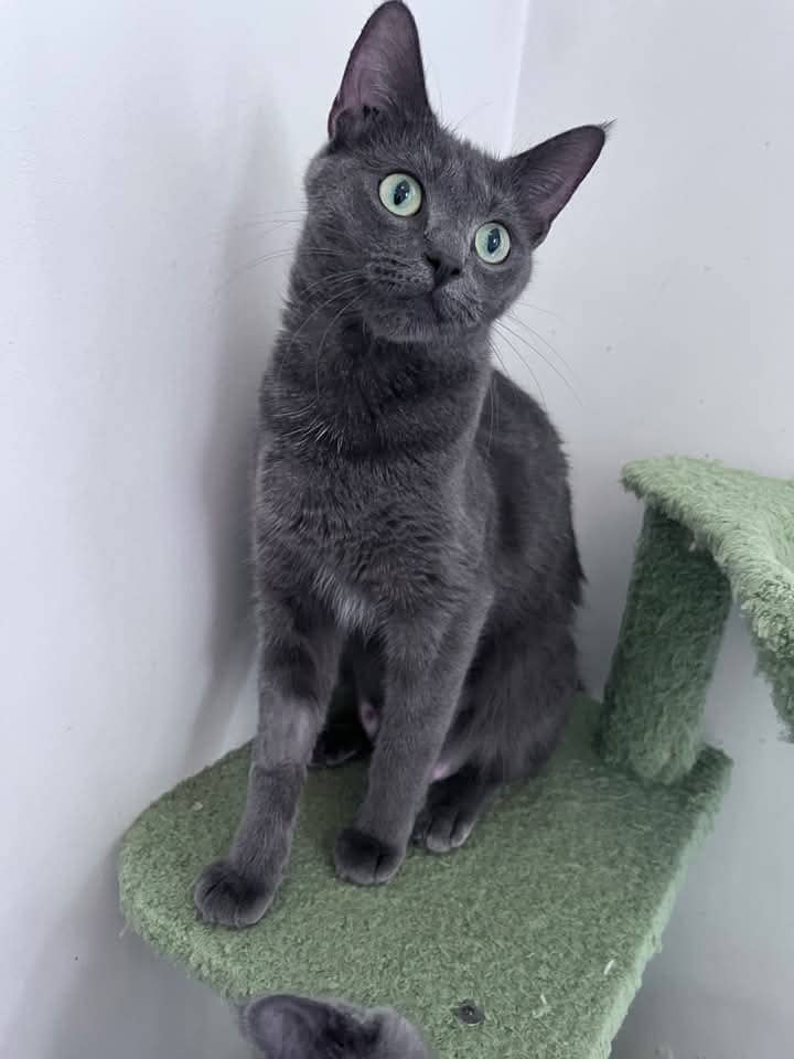 April - Domestic Shorthair cat available for adoption at Grateful Friends Animal Rescue in Winnipeg