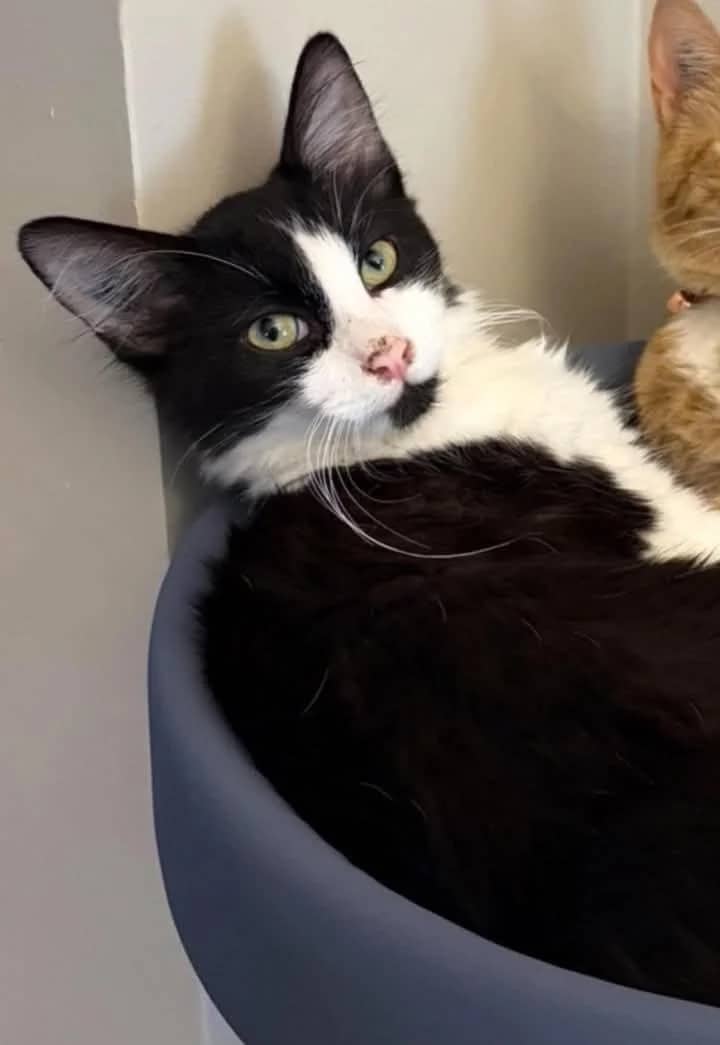 Finn - Domestic Shorthair cat available for adoption at Grateful Friends Animal Rescue in Winnipeg