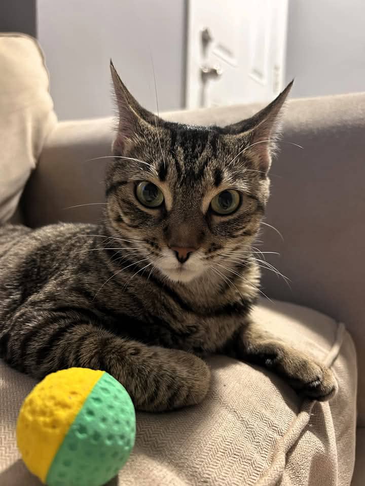 Hazel - Domestic Shorthair cat available for adoption at Grateful Friends Animal Rescue in Winnipeg