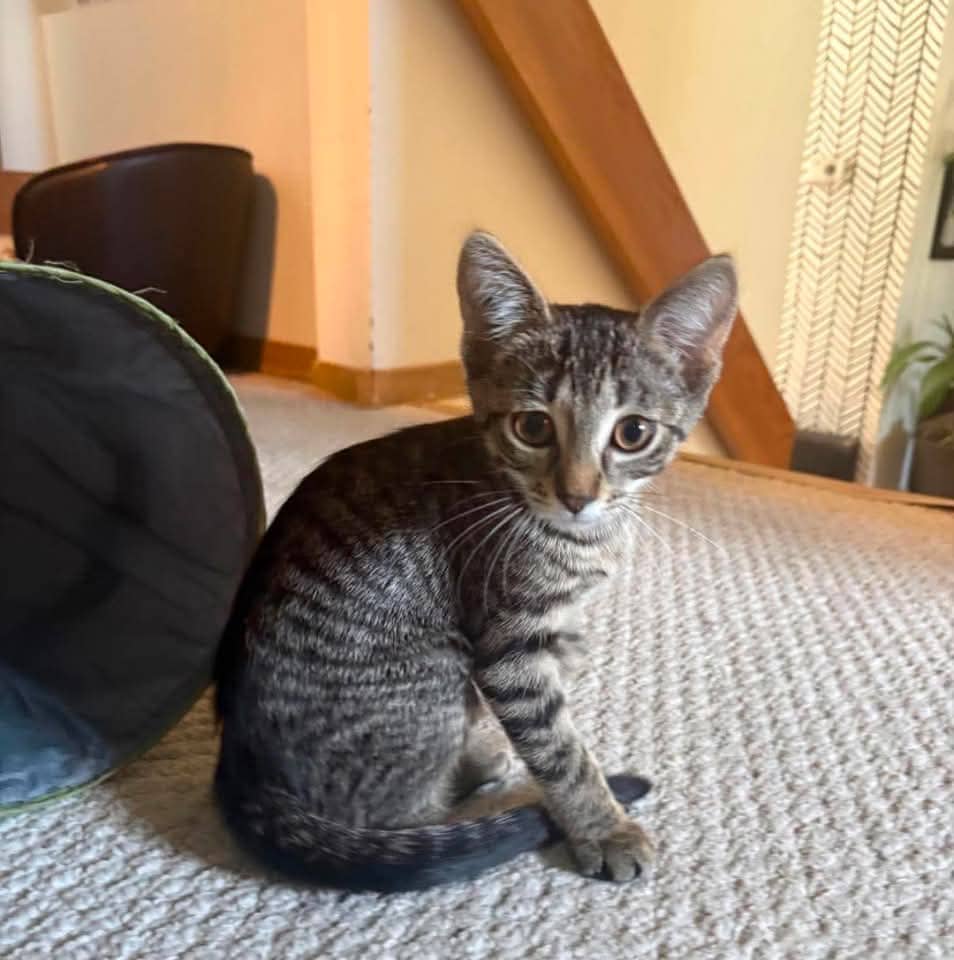 Set - Domestic Shorthair cat available for adoption at Grateful Friends Animal Rescue in Winnipeg