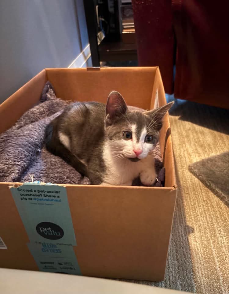 Orion - Domestic Shorthair cat available for adoption at Grateful Friends Animal Rescue in Winnipeg