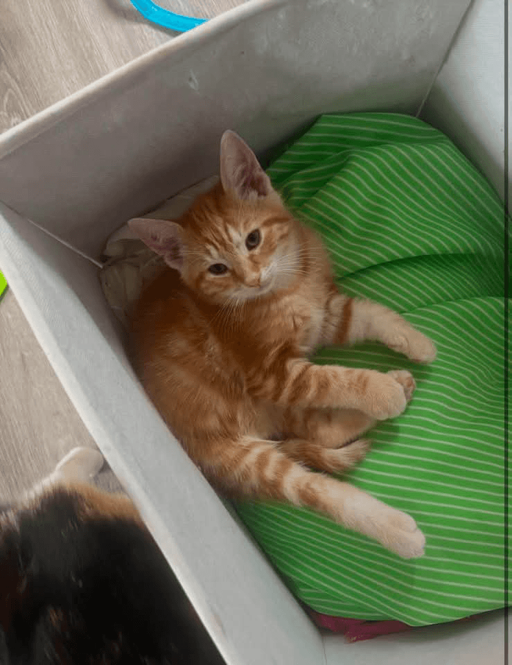 Ginger - Domestic Shorthair cat available for adoption at Grateful Friends Animal Rescue in Winnipeg