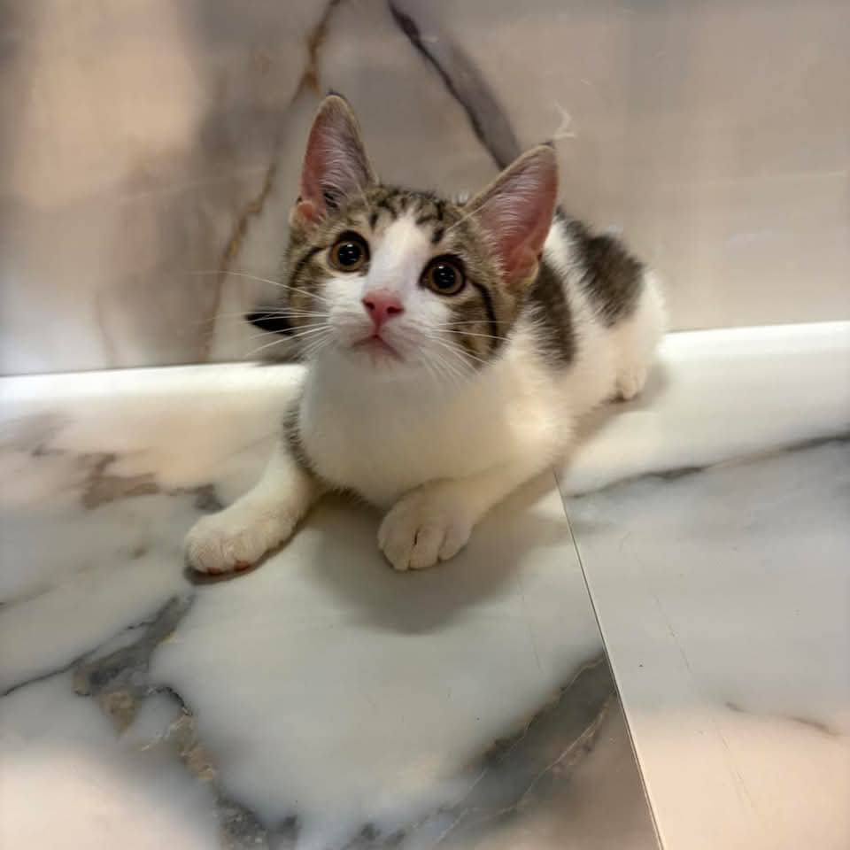 Fezco - Domestic Shorthair cat available for adoption at Grateful Friends Animal Rescue in Winnipeg