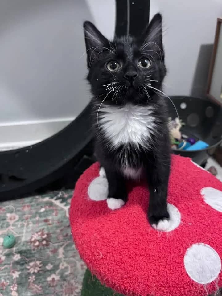 Suri - Domestic Shorthair cat available for adoption at Grateful Friends Animal Rescue in Winnipeg