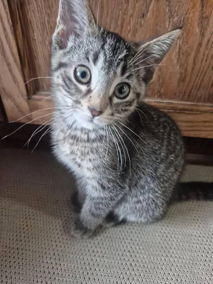 Sage - Domestic Shorthair available for adoption