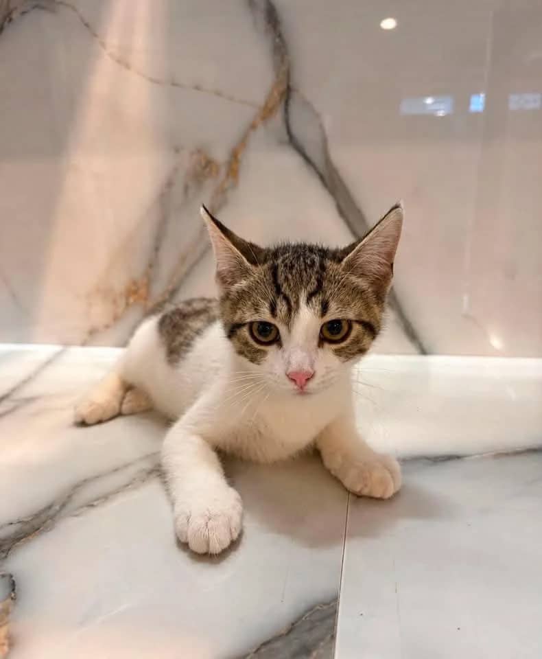Nate - Domestic Shorthair cat available for adoption at Grateful Friends Animal Rescue in Winnipeg