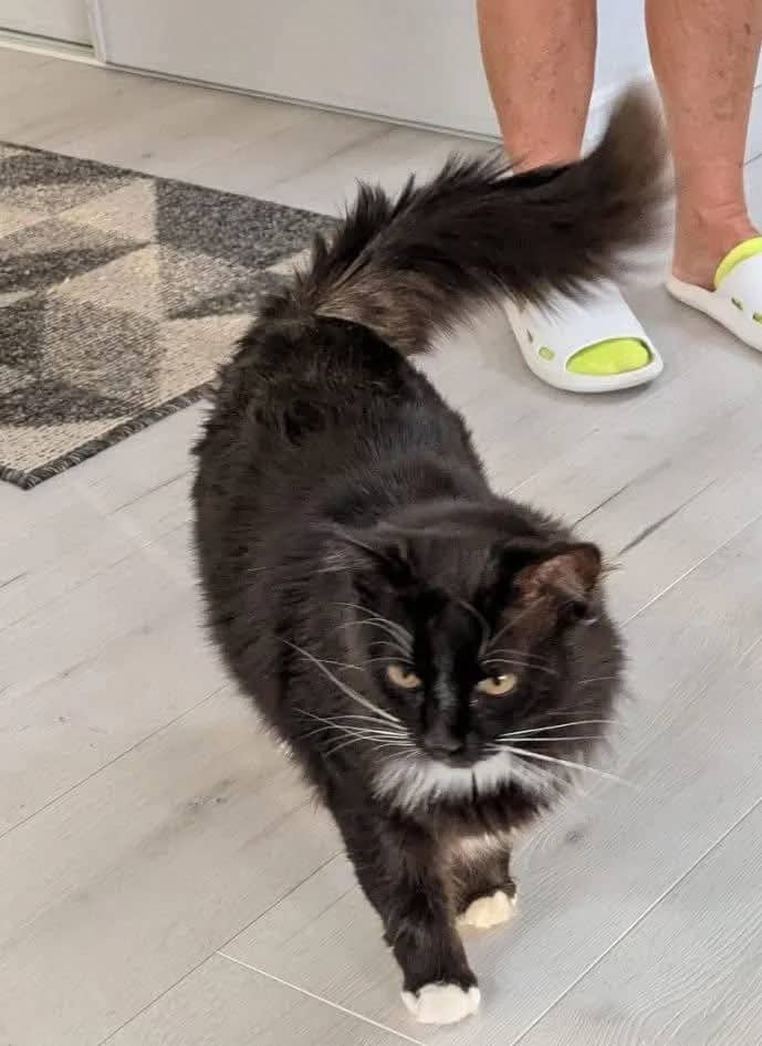 Shooshee - Domestic Shorthair available for adoption