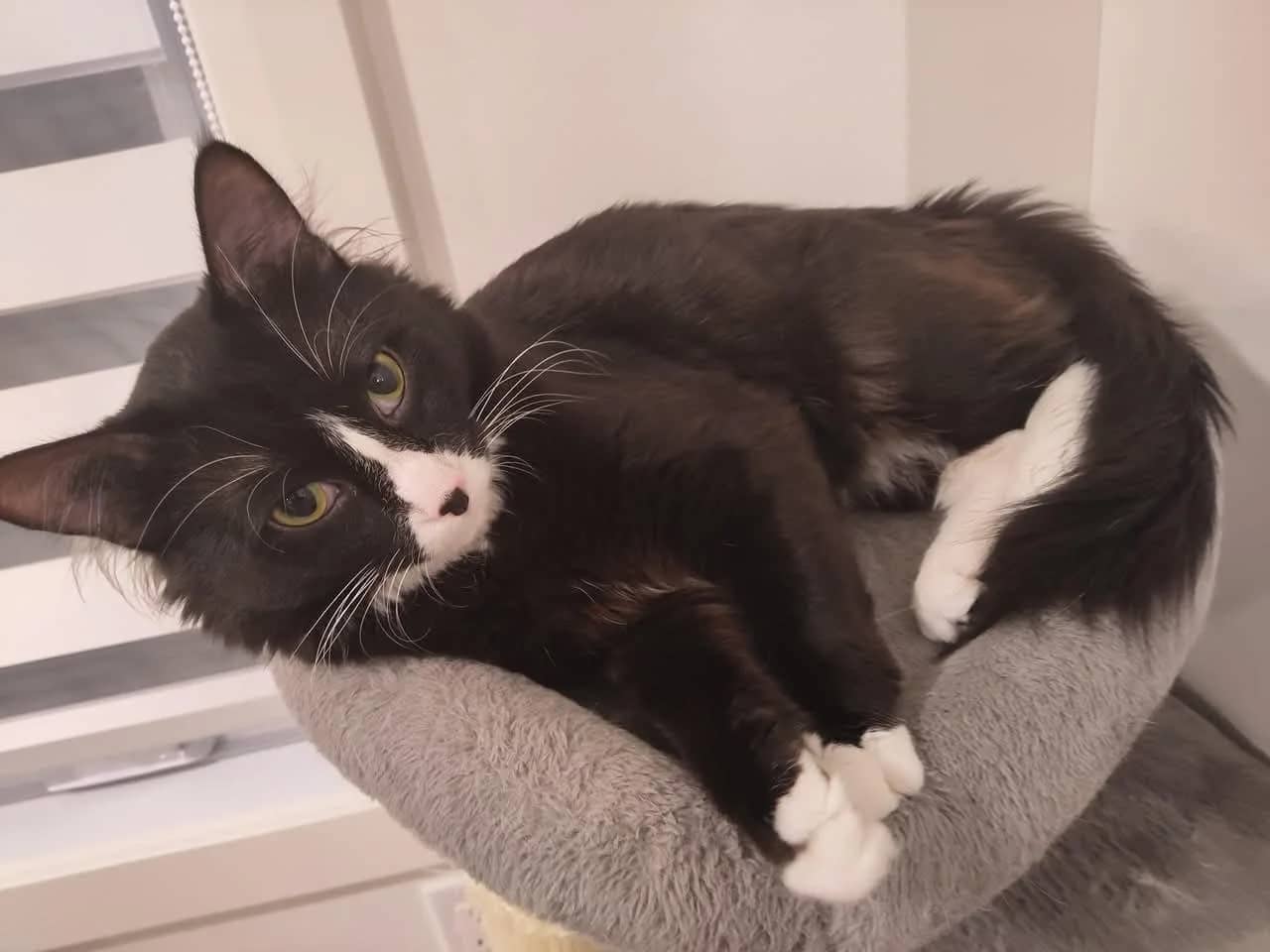 Ares - Domestic Shorthair cat available for adoption at Grateful Friends Animal Rescue in Winnipeg