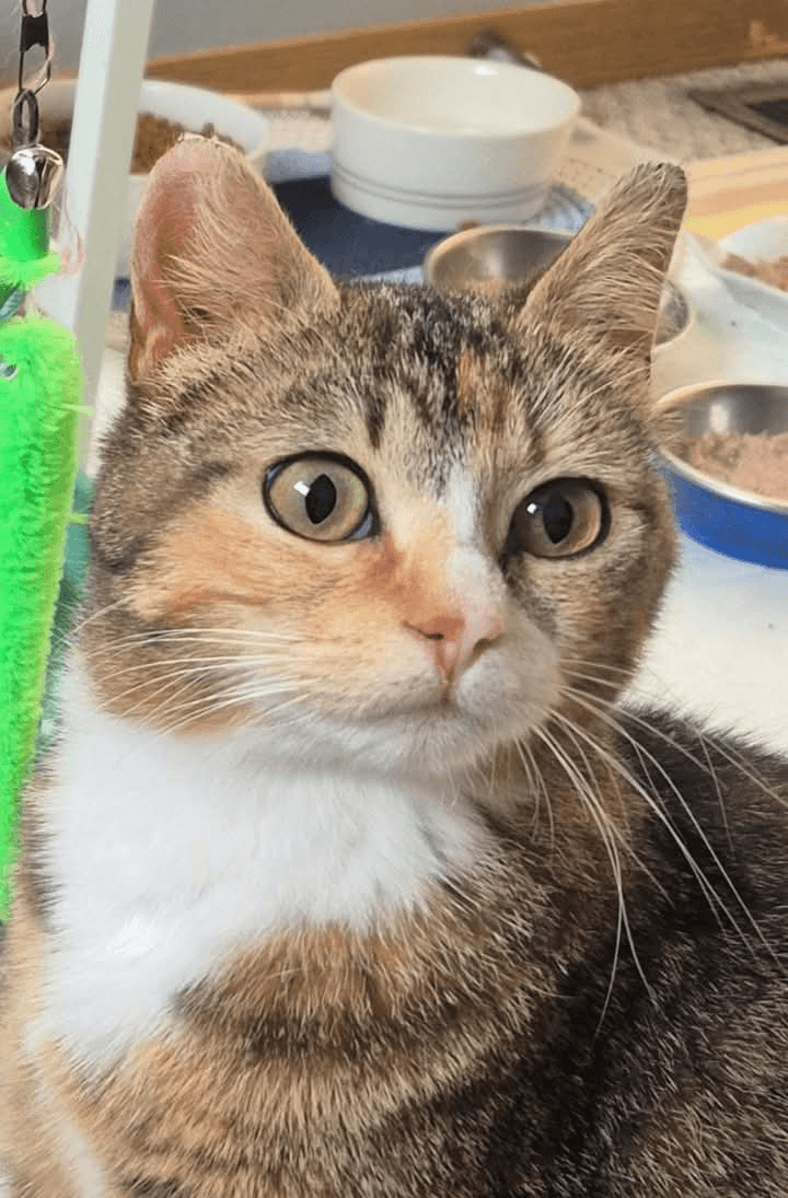 Jewel - Domestic Shorthair available for adoption