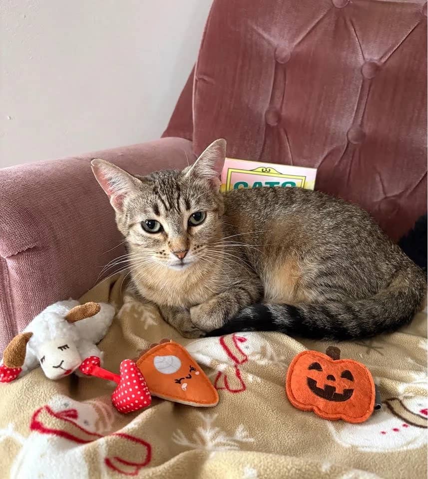 Kiki - Domestic Shorthair cat available for adoption in Manitoba
