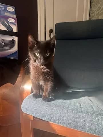 Jack - Domestic Shorthair available for adoption