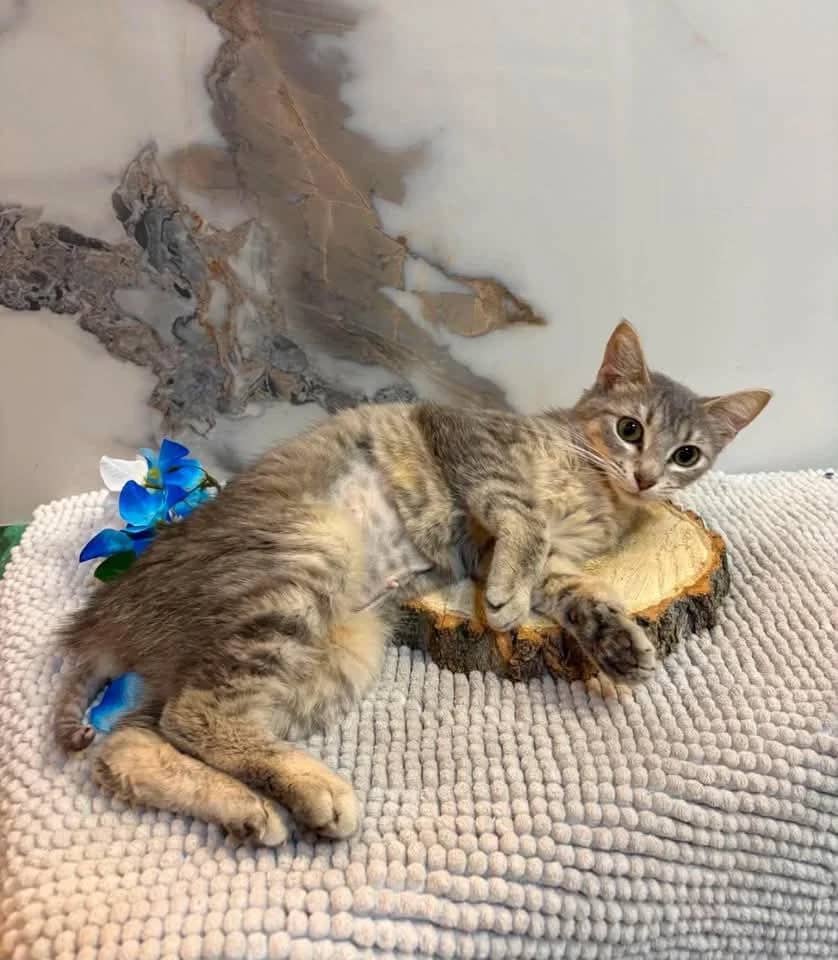 Sterling - Domestic Shorthair cat available for adoption at Grateful Friends Animal Rescue in Winnipeg
