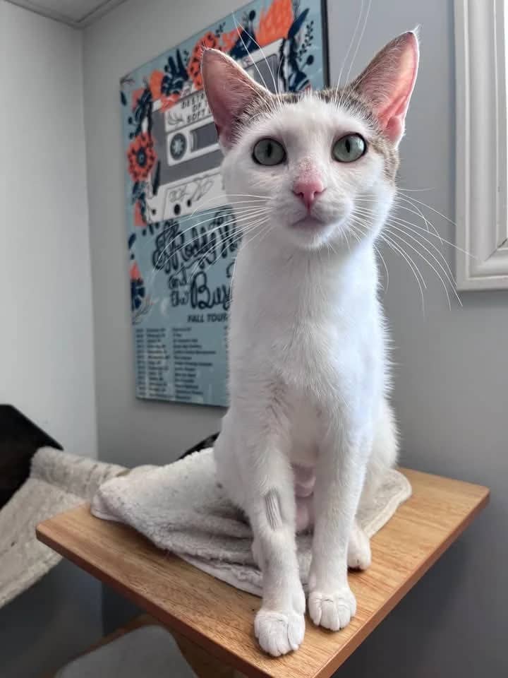 Amanda - Domestic Shorthair available for adoption