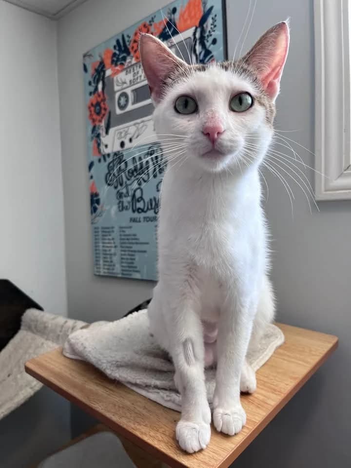 Amanda - Domestic Shorthair available for adoption