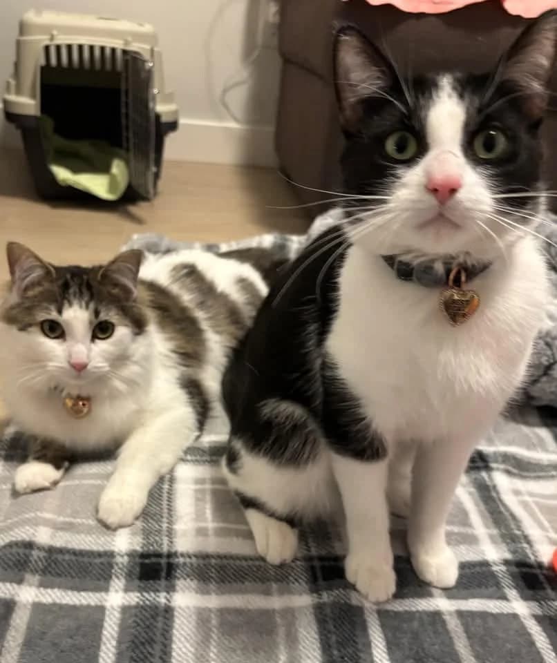 Philip & Delilah - Domestic Shorthair available for adoption