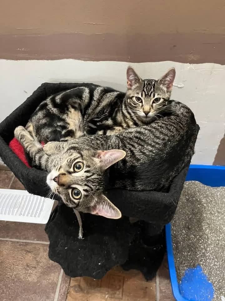 Honey - Domestic Shorthair cat available for adoption at Grateful Friends Animal Rescue in Winnipeg