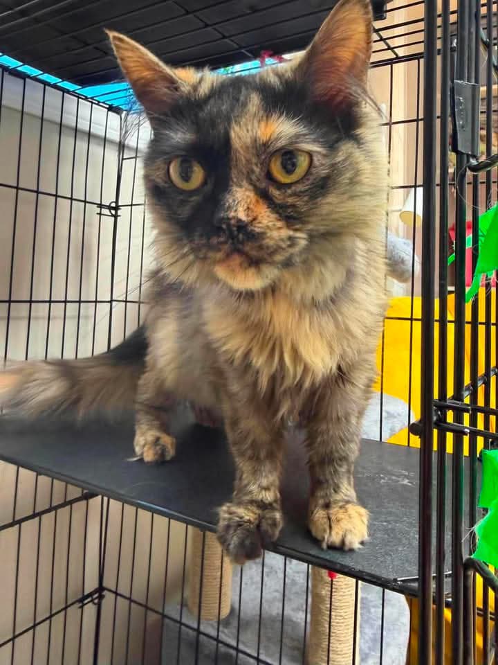 Fluffy - Domestic Shorthair available for adoption