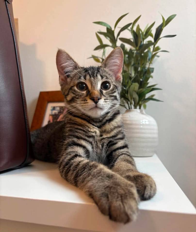 Spike - Domestic Shorthair cat available for adoption at Grateful Friends Animal Rescue in Winnipeg