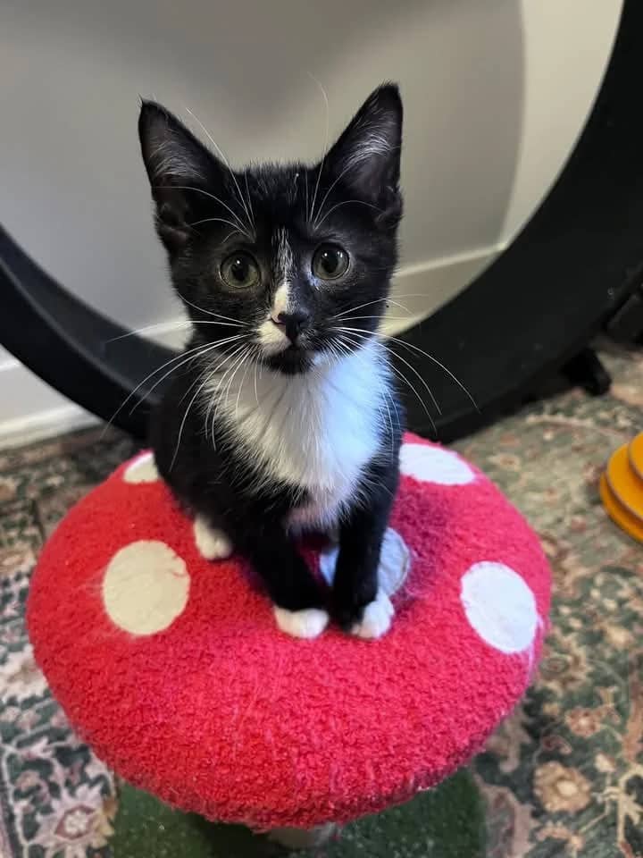 August - Domestic Shorthair cat available for adoption at Grateful Friends Animal Rescue in Winnipeg
