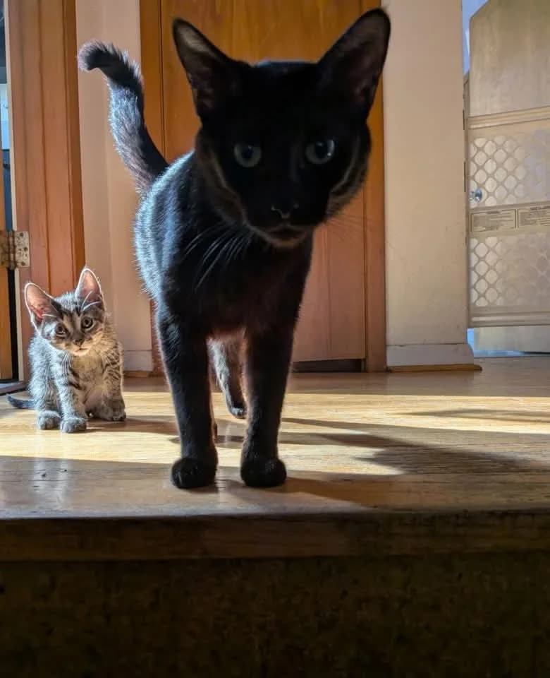 Eclipse - Domestic Shorthair available for adoption