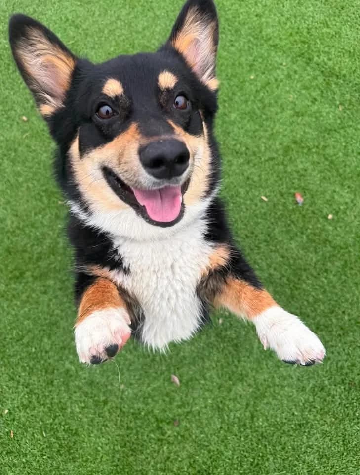 Guppy - Mixed Breed available for adoption