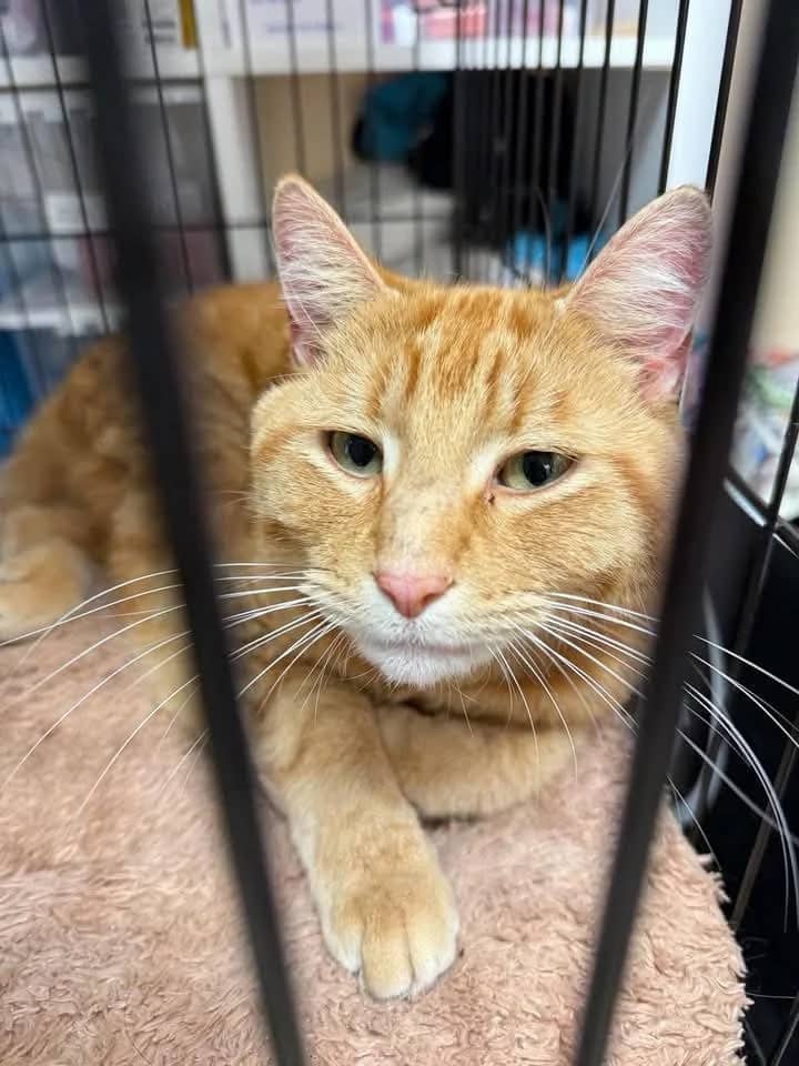 Randy - Domestic Shorthair cat available for adoption at Grateful Friends Animal Rescue in Winnipeg