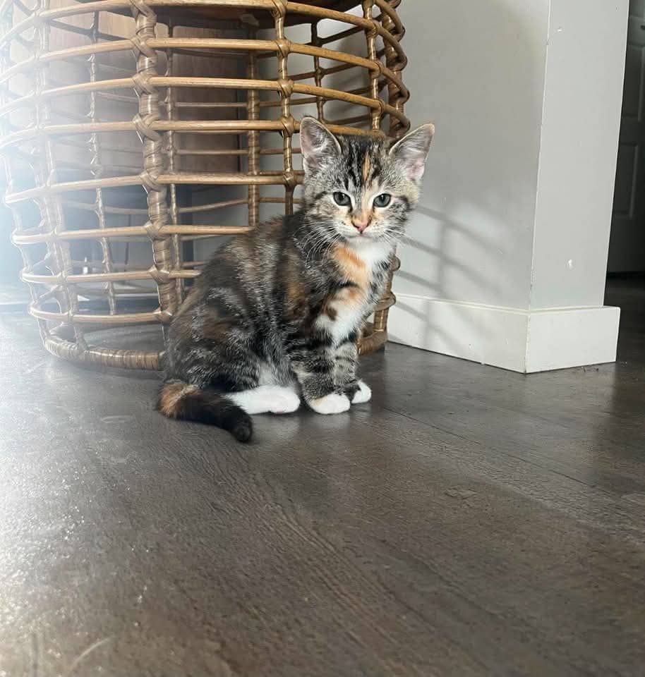 Brownie - Domestic Shorthair cat available for adoption at Grateful Friends Animal Rescue in Winnipeg