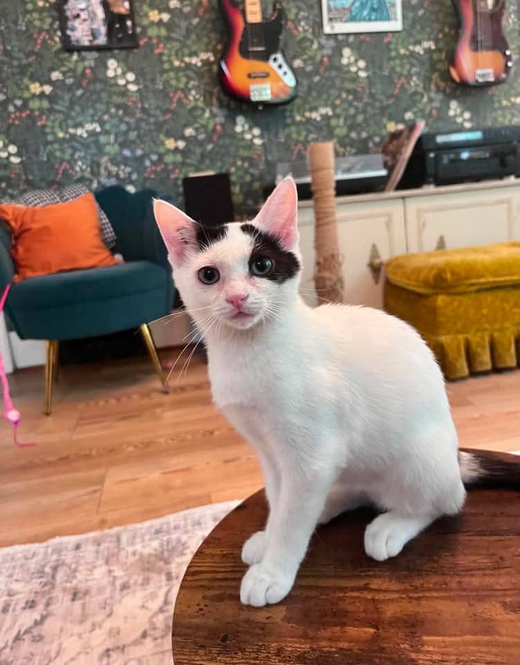 Ciara - Domestic Shorthair available for adoption
