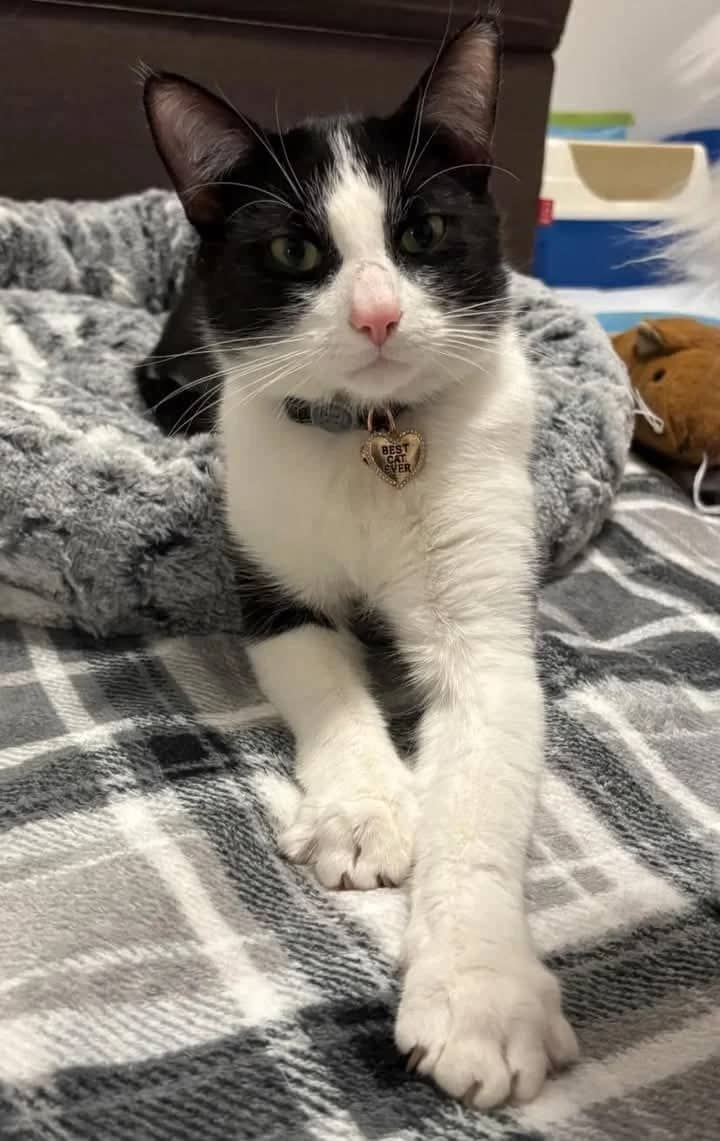 Philip - Domestic Shorthair available for adoption