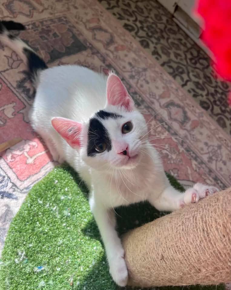 Beta - Domestic Shorthair cat available for adoption at Grateful Friends Animal Rescue in Winnipeg