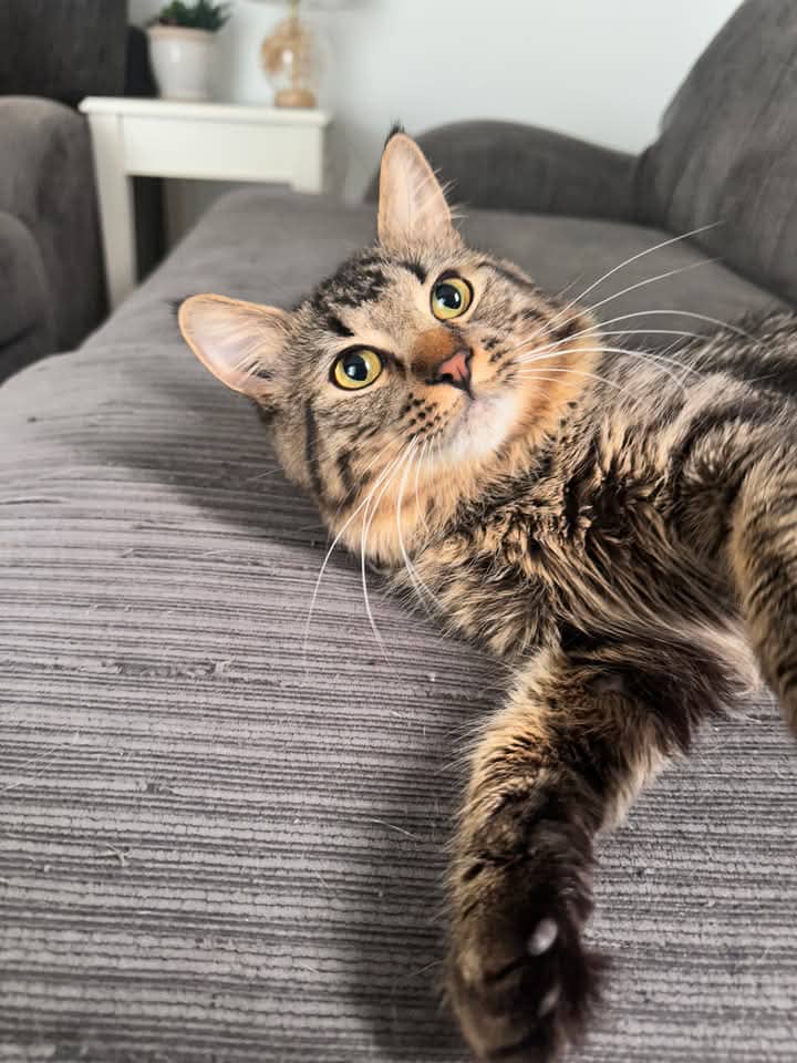 Shadow - Domestic Shorthair cat available for adoption at Grateful Friends Animal Rescue in Winnipeg