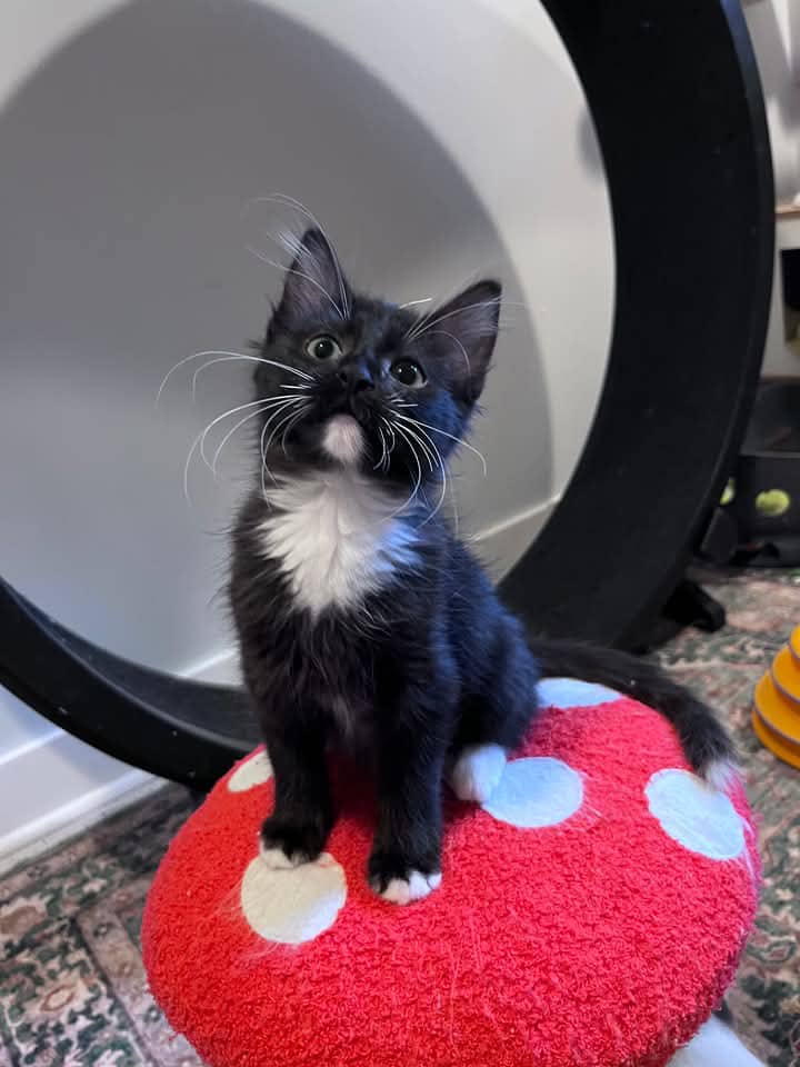 Avery - Domestic Shorthair cat available for adoption at Grateful Friends Animal Rescue in Winnipeg