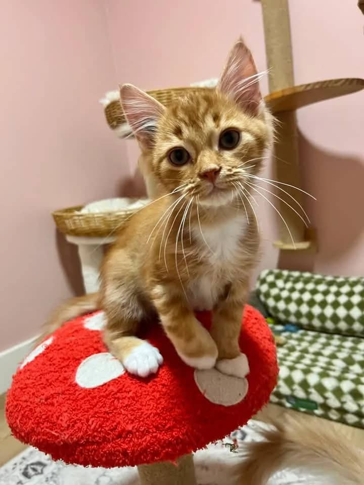 Rustin - Domestic Shorthair cat available for adoption at Grateful Friends Animal Rescue in Winnipeg