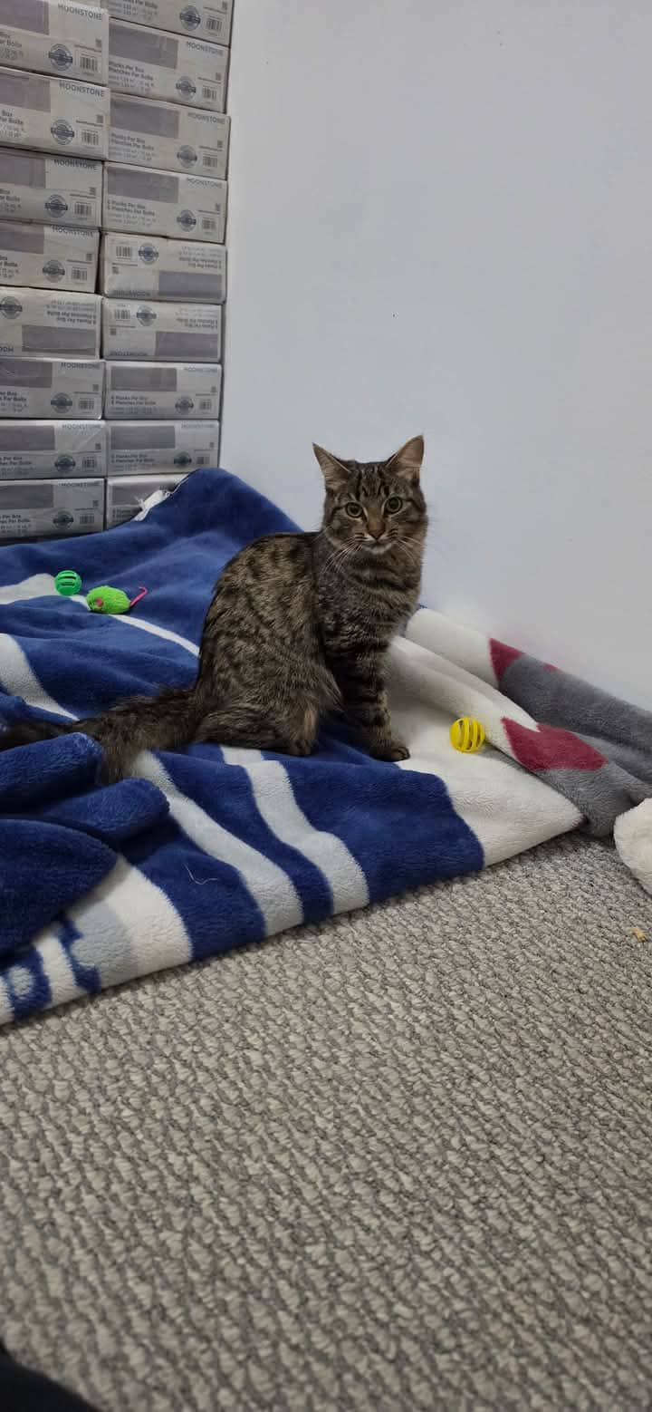 Juno - Domestic Shorthair cat available for adoption at Grateful Friends Animal Rescue in Winnipeg