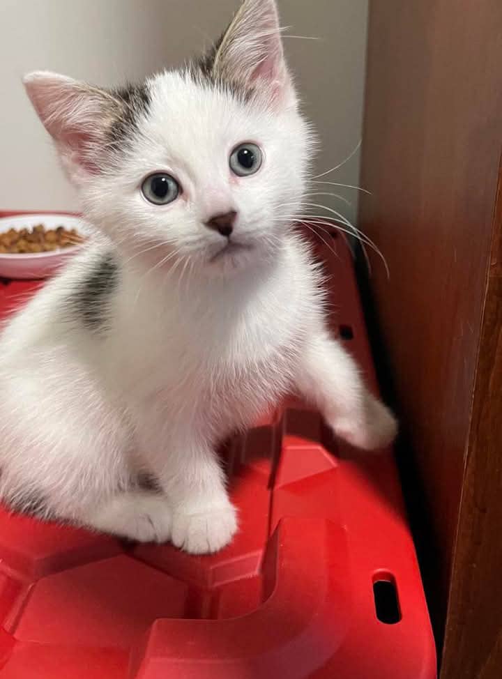 Shortcake - Domestic Shorthair cat available for adoption in Calgary