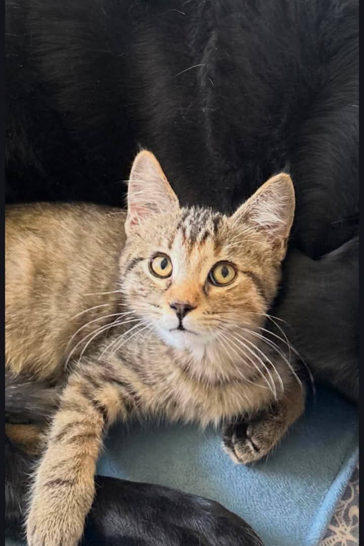 Cher - Domestic Shorthair available for adoption