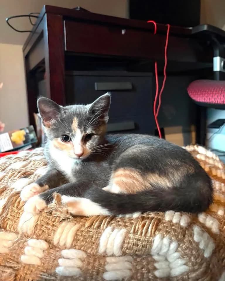 Nova - Domestic Shorthair available for adoption