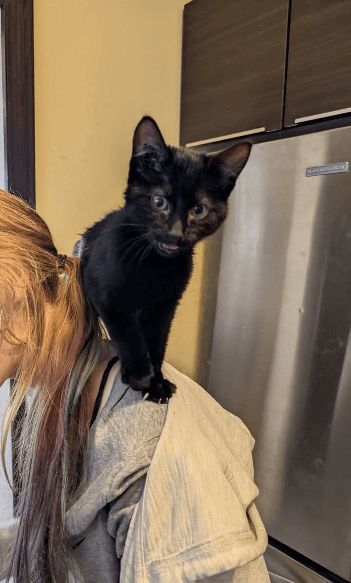 Teddy - Domestic Shorthair available for adoption