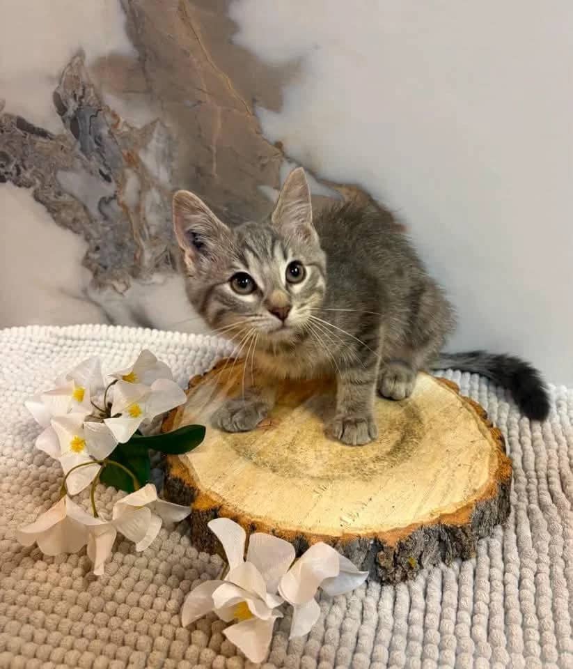 Aluminum - Domestic Shorthair cat available for adoption at Grateful Friends Animal Rescue in Winnipeg