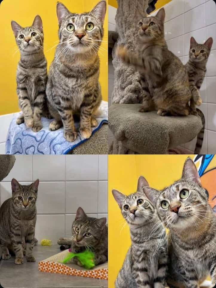 Dusty and Kehlani - Domestic Shorthair cat available for adoption at Grateful Friends Animal Rescue in Winnipeg