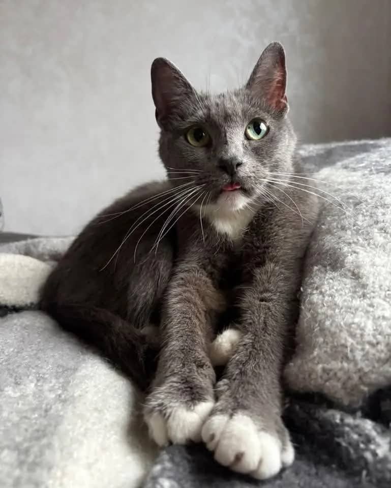 Roxie - Domestic Shorthair available for adoption