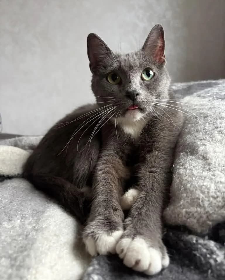 Roxie - Domestic Shorthair available for adoption