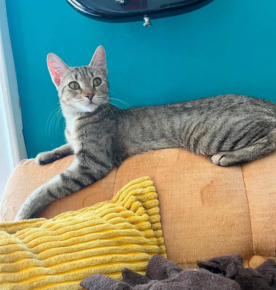 Connect Four - Domestic Shorthair available for adoption