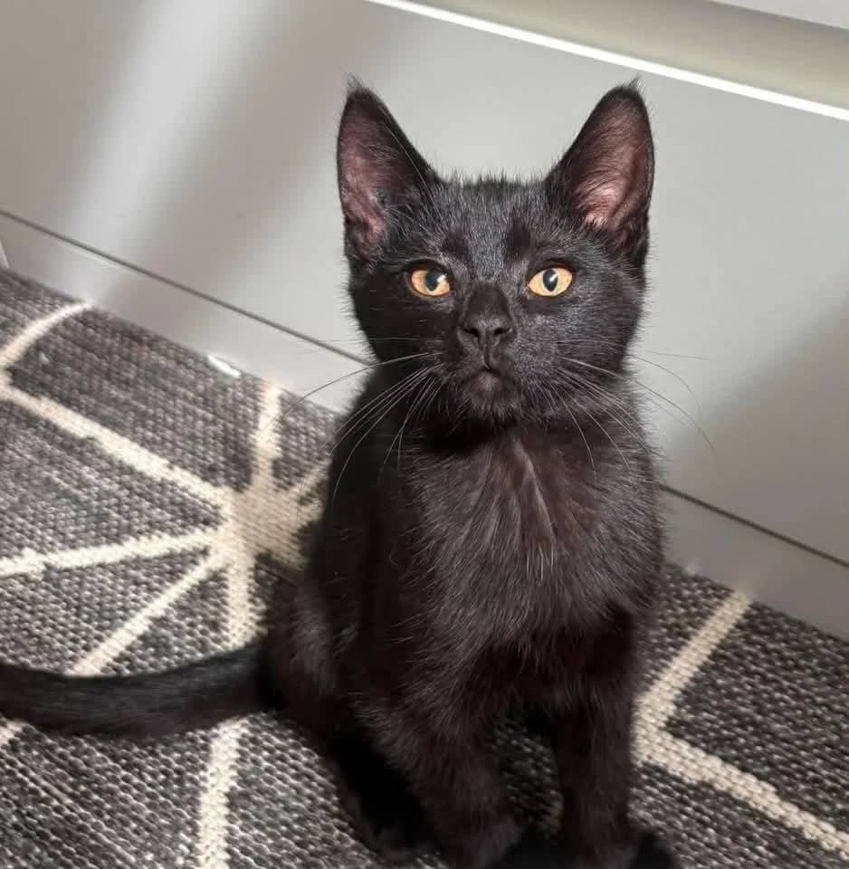 Selina - Domestic Shorthair available for adoption