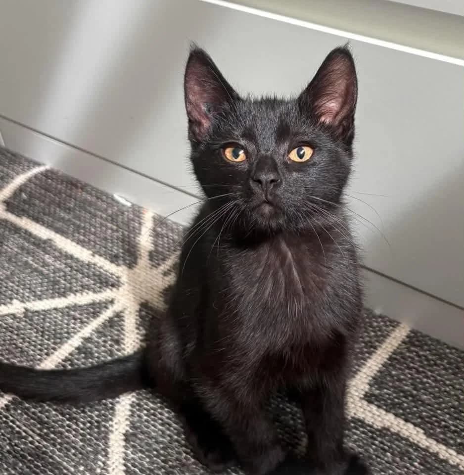 Selina - Domestic Shorthair cat available for adoption at Grateful Friends Animal Rescue in Winnipeg